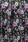 Woman wearing a floral nightie dress with white and purple flowers 